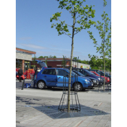 Grille d'arbre fonte type radial_1