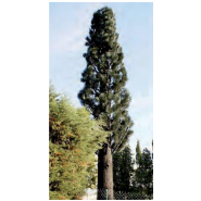 Pylônes arbres accès extérieur - cyprès de Provence - 9 à 20 m - 6 antennes panneaux_1