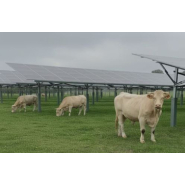 Parc ovin & parc bovin photovoltaïque_1