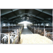 Charpente métallique pour l'élevage de veaux de boucherie_1