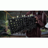 Winstrip  - lot de 5 plaques de semis - winstrip 50, 50, L4,06xl4,06xh6,91cm_1