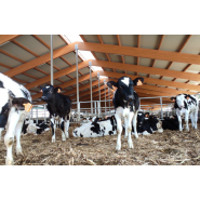 Etable pour bovin conçue selon les normes les plus modernes_1