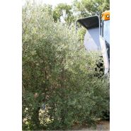 Recolteuse d'olives mavo - sas laupretre - vitesse d'avancement 4 km/h - rendement 16 t/h_2