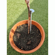 Conducteurs de greffe - lot de 10 - piquets métal 28,5 cm - référence 408409_1