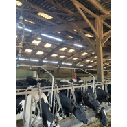 Système de douchage pour élevage bovin  - Réf : KDOUCHO  -  ORELA_1