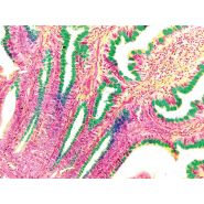 Caméra LC30 avec fréquence de 10 images par seconde en pleine résolution
