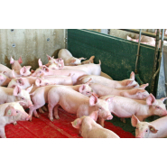 Étables pour l'élevage de porcs - Plafond en béton cellulaire - Système Wolf_1