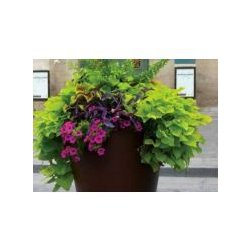 Jardinière urbaine Vanta - design en acier avec bacs amovibles galvanisés en option
