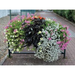 Jardinières sur rebords de fenêtres ou sur barrières de ville