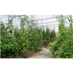 Serre tunnel PRO - Serres Natural - largeur 6m avec bâche enterrée et demi-pieds droits