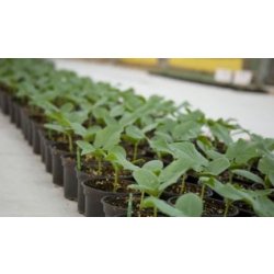 Serre professionnelle de haute qualité, durable et résistante avec toits courbes ou gothiques