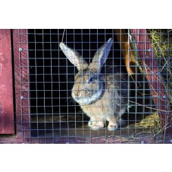 Grillage soudé gris pour animaux - H.1 x L.3 m - Maille H.19 x L.19 mm - Acier