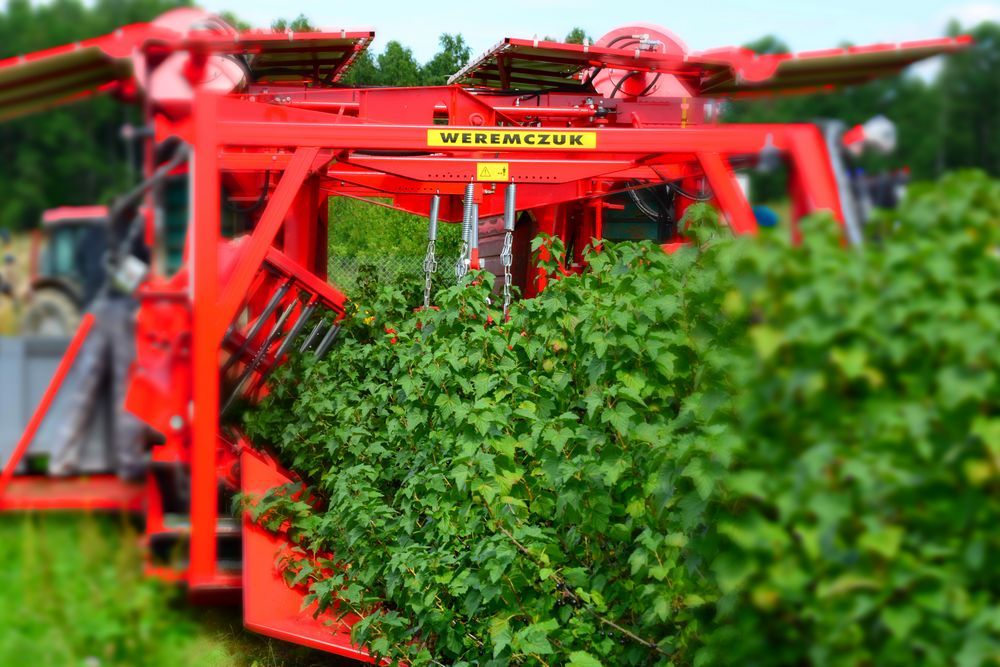 Récolteuse Victor Z - Weremczuk - Baies de groseille, aronia et autres - Productivité 0.3-0.6 ha/h - Vitesse 0.5-2.0 km/h_2