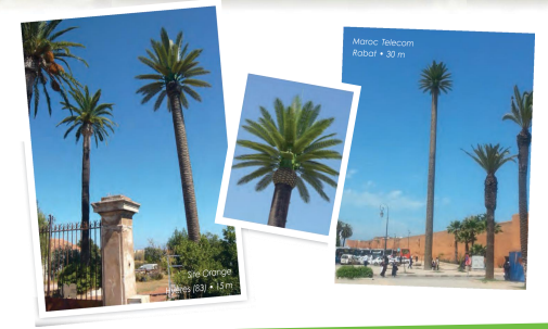 Pylônes arbres accès extérieur - Palmier royal - 10 à 30 m - Tronc marron_2