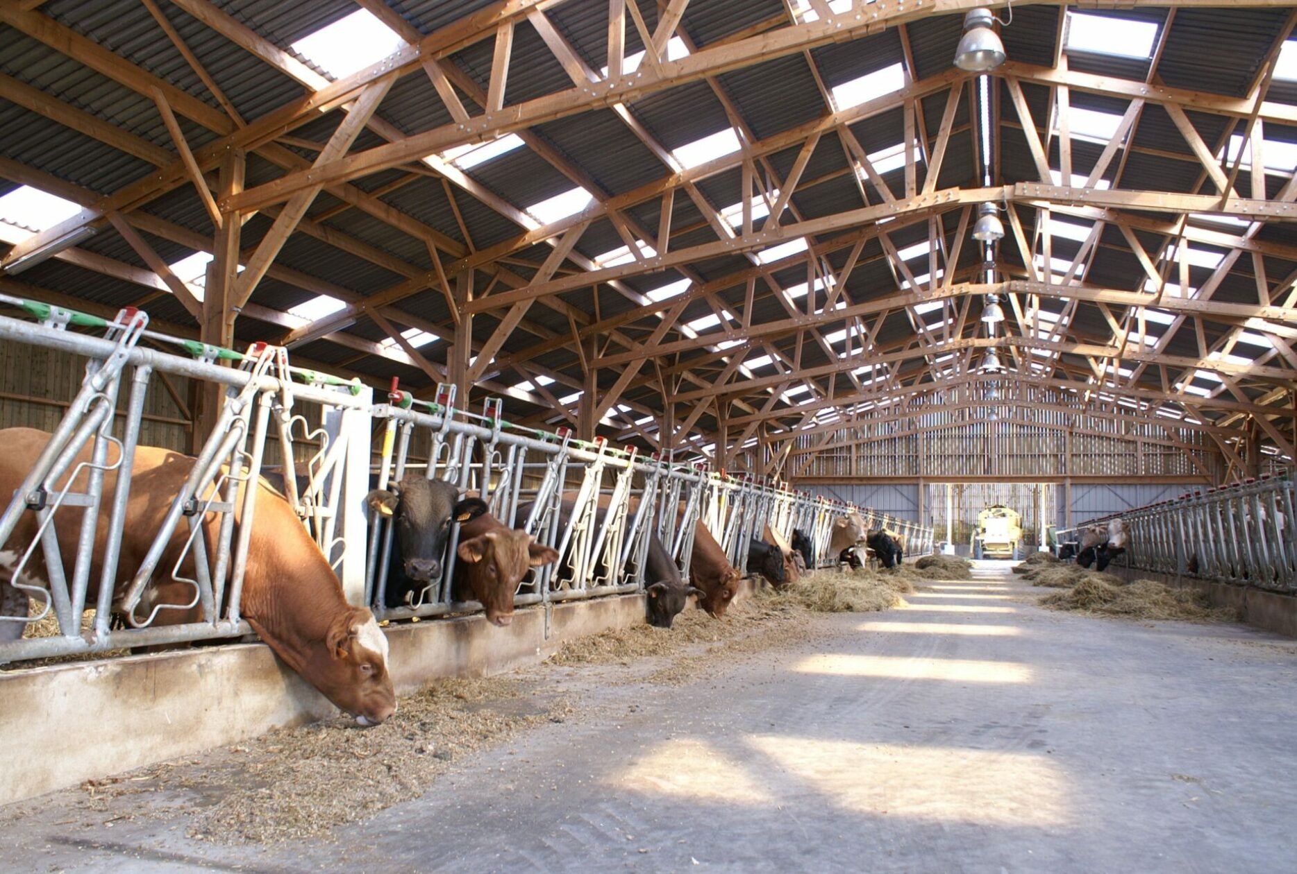 Bâtiment pour vaches allaitantes, sur mesure en bois - Stabulation libre, en aire paillée, en caillebotis, ou mixte_2