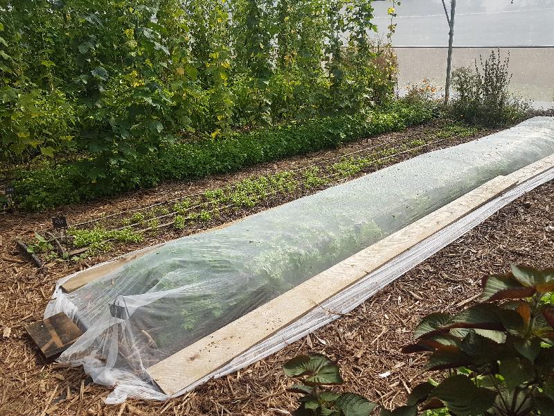 Filet anti-insectes Climatex - croissance et protection climatique - 2 m - PE HD tricoté, 38g/m²_2