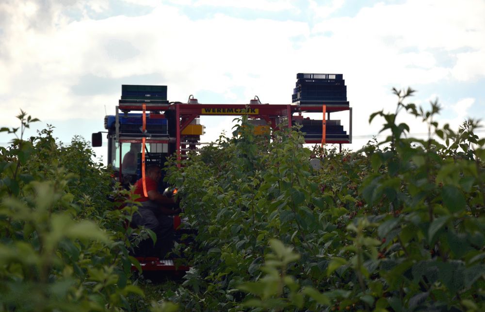 Récolteuse à framboises et myrtilles karen - weremczuk - puissance minimale requise 68 hp - capacité de charge 760 kg_2