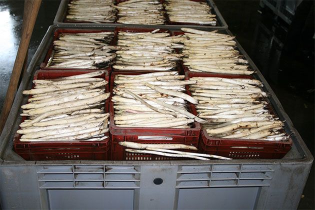 Récolteuse d'asperge RGA - Kirpy - capacité de récolte 2 ha/jour_2