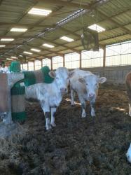 Brosse automatique pour vaches - montée sur parallélogramme - Agriest_2