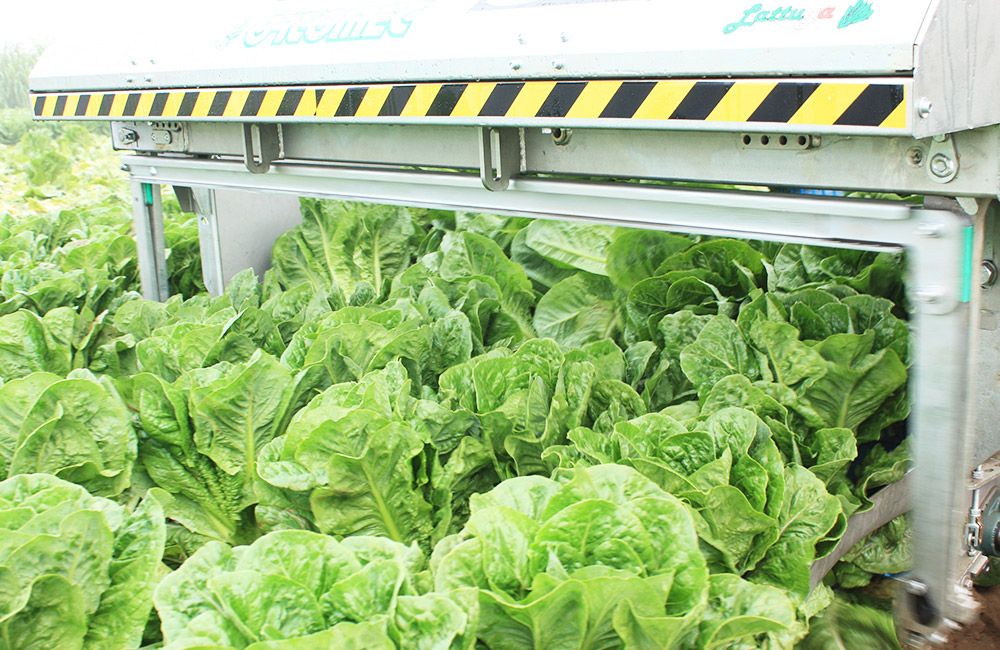 Grand récolteuse autotractée sur chenilles 9200 Lattuga - Ortomec SRL - moteur turbo-diesel 74 CV - personnalisable pour laitues pommées_2