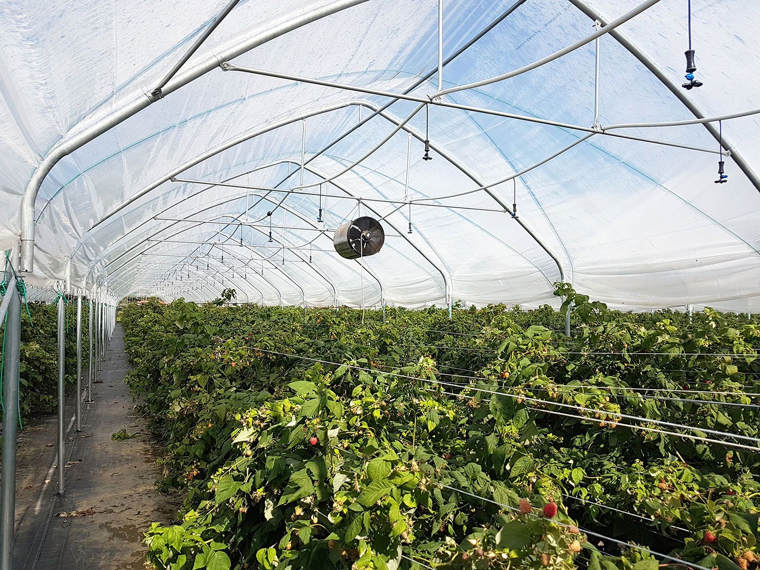 Multieasy - serre chapelle Europrogress - hauteur poteau de 1,2 à 2 m - arceaux galvanisés et bâchage plastique_2