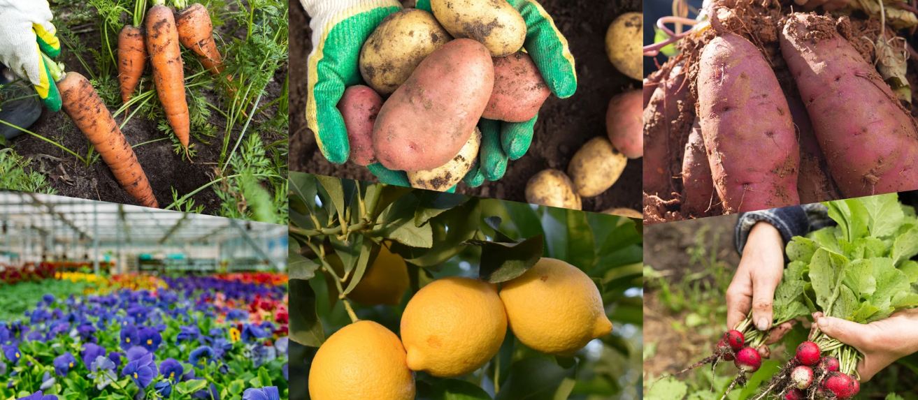 Serre photovoltaïque Arkolia - pour agriculteurs maraîchers, horticulteurs et arboriculteurs - financement et énergie verte_2