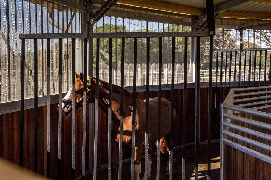 Marcheur pour 4 à 12 chevaux avec piste couverte - Piste de plus de 5,50m - Jünck_2