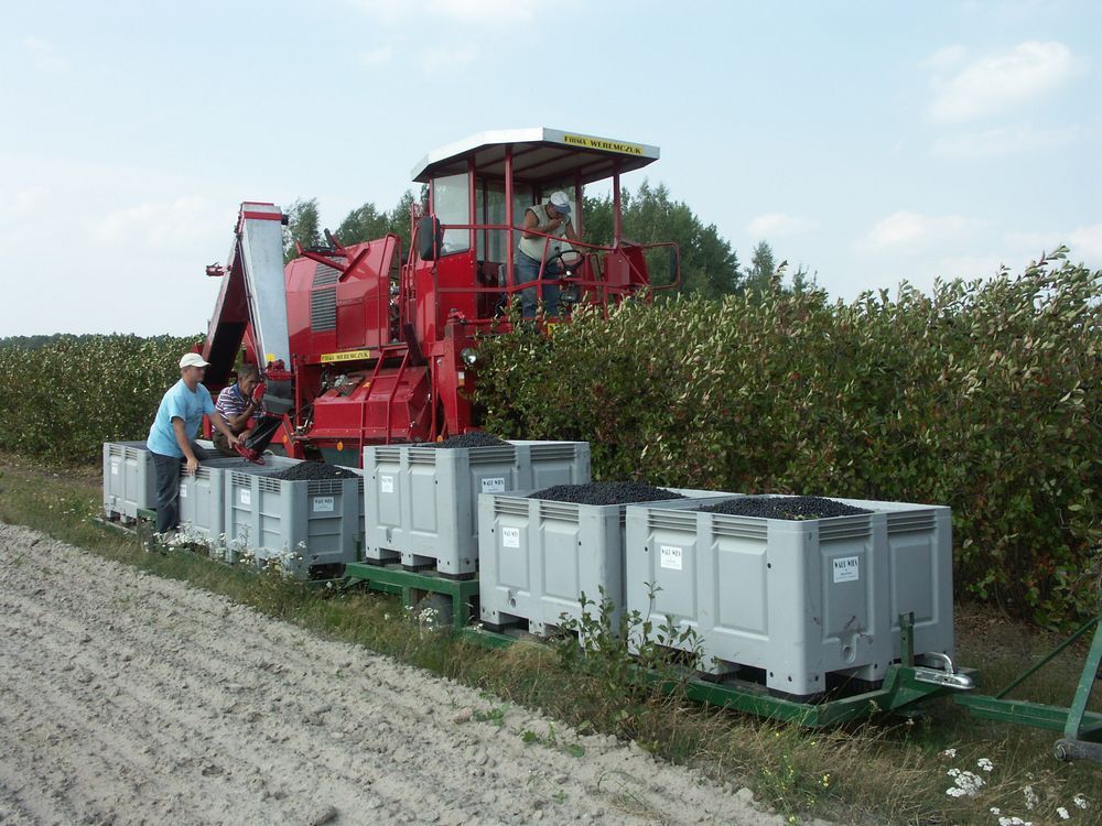Récolteuse à baies VICTOR - Weremczuk - automotrice, productivité 0,3 à 0,6 ha/h - vitesse max 2 km/h_2