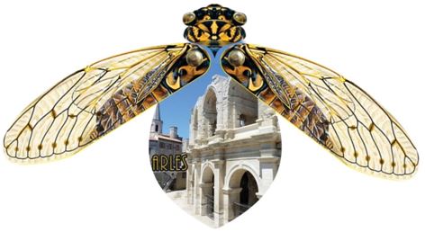 Magnet personnalisé cigale_2