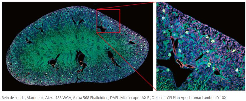Objectifs : série cfi plan apochromat lambda d_2