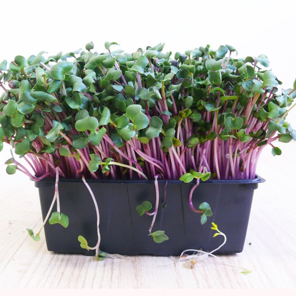 Kit pro g-tools semis & micropousses - armoire de culture - gt_bnza_sprtr_2