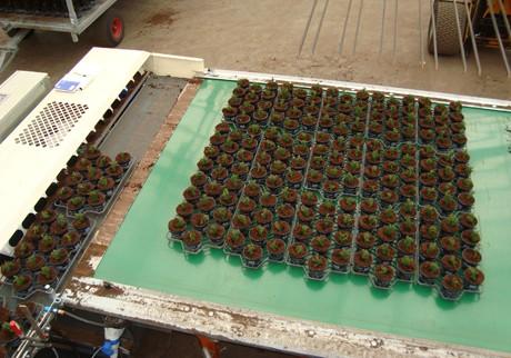 Convoyeur de tri Javo JOR - rapide et efficace pour pots et plateaux - capacité jusqu'à 3000 pots/heure_2