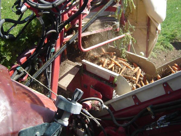 Récolteuse de carottes conçue pour un soin optimal des légumes