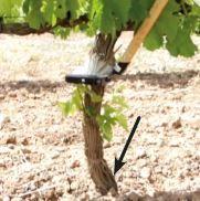 Émondoir manuel Polet - Élimination des jeunes pousses sur vignes et arbres fruitiers - Référence 529103_2