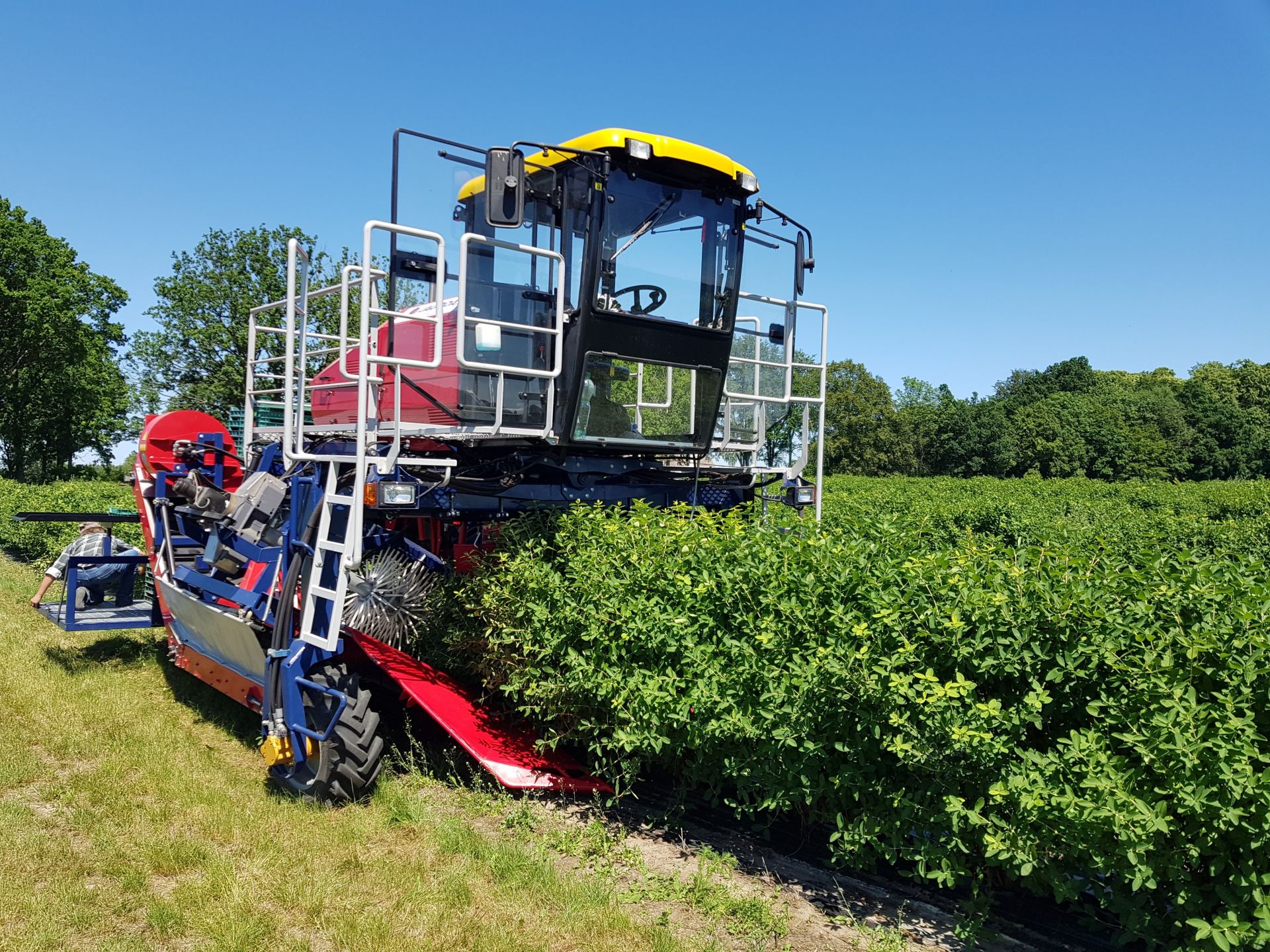 Récolteuse automotrice de baies oskar 4wd - jagoda jps productivité  0.5 ha/h_0