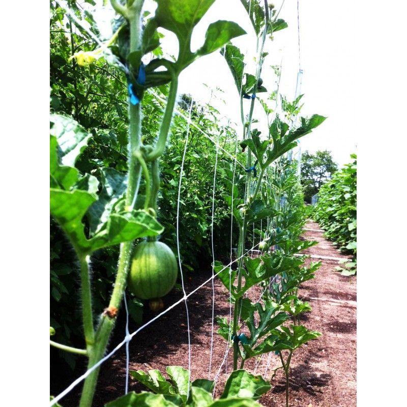 Filet à ramer/tuteurer - 1.70m, 1000m_2