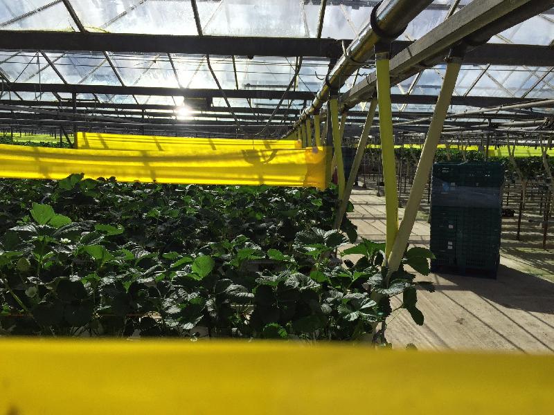 Bande engluée professionnelle 100m - Thrips et nuisibles - Bleu - Résistante aux UV_2