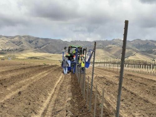 Vinomatos Révolution pour plantation et mise en place des tuteurs
