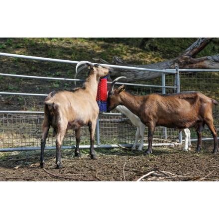 Brosse murale en polyamide - hauteur 5 cm - idéale pour étables - nettoyage et soin du poil_2