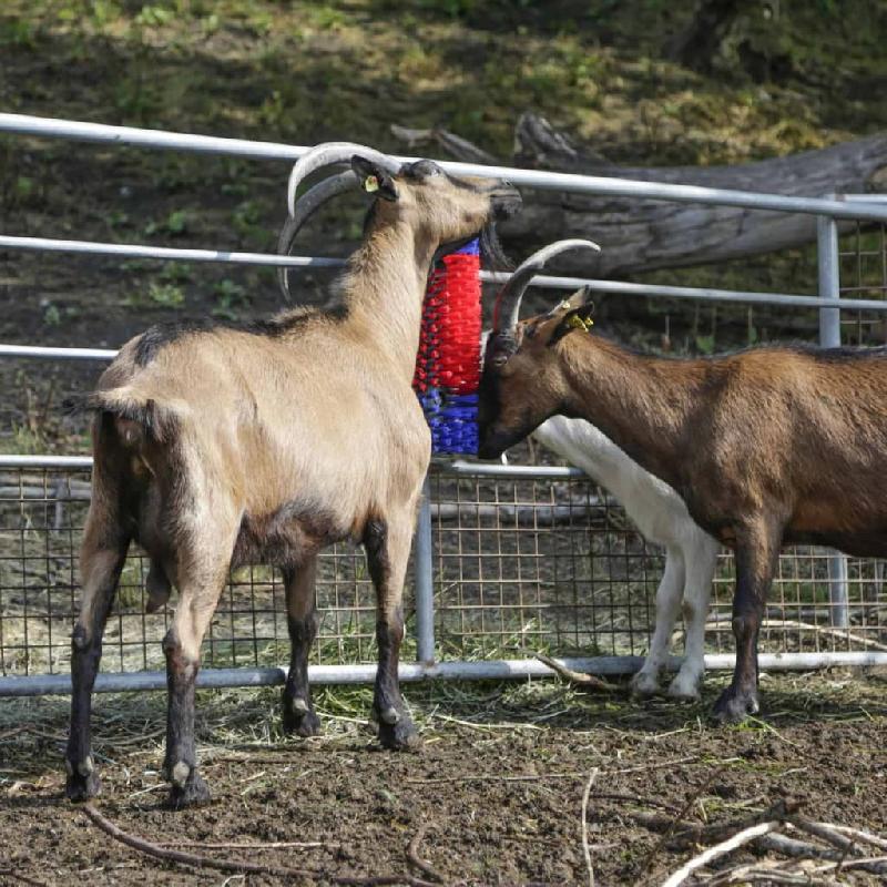 Kerbl brosse à gratter pour bétail 50 cm 293100 423473_2