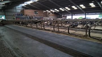 Tapis de couchage en rouleau Wela Longline - Agriest - pour stabulation libre avec souplesse optimale et surface élastique_2