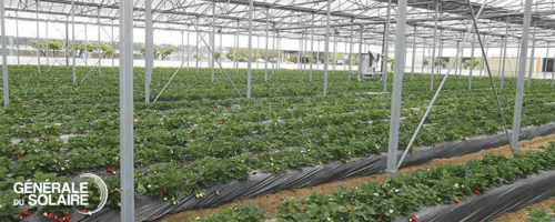 Serre photovoltaïque pour une production agricole intensive - protection climatique et transition énergétique_2