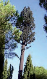 Pylones arbres accès intérieur - Karbre - de 12 à 30 m - couleur marron ou noir_2