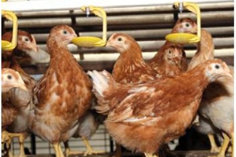 Appareil anti-calcaire Vulcan - technologie à courant d'impulsion, écologique et efficace pour exploitation avicole_2