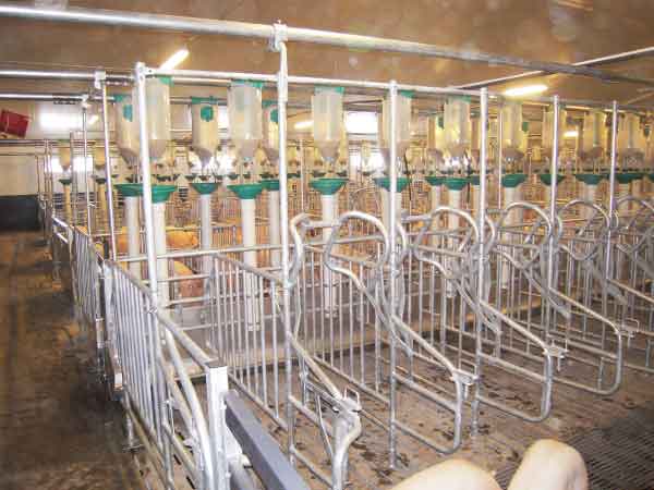 Matériels et installations de distribution d'aliments en élevage - aménagement des salles et distribution par vis souple, chaîne à pastille et bi-phase_2