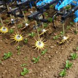 Bineuse K.U.L.T.-Kress en action dans un champ de maïs