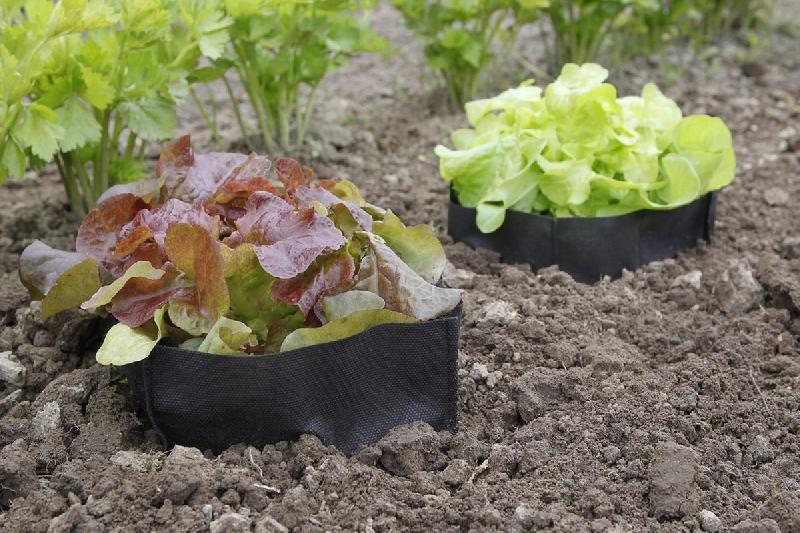 Lot de 12 sacs de protection pour salade - Bag Biocontrol_2