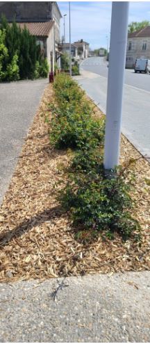 Paillage en bois - Copeaux de bois naturel - Conditionnement en big bag 1000L ou vrac_2