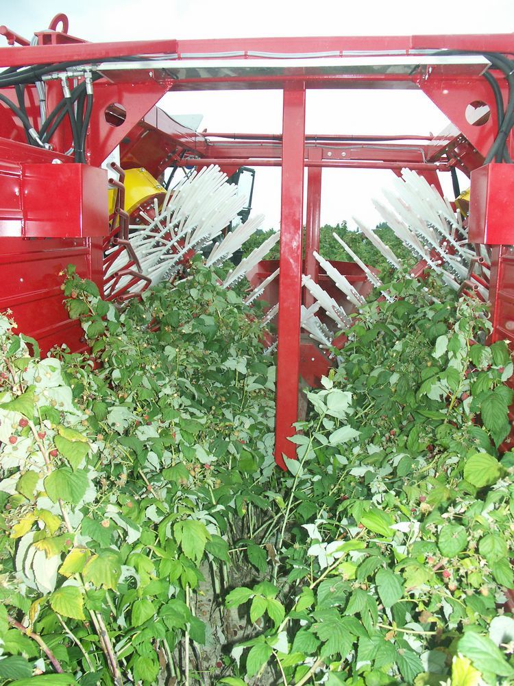 Récolteuse à plein rang pour plantations de 7 à 9 ha