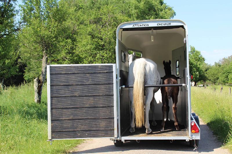 Remorque pour transport d'animaux - 1,5 places - cheval liberté touring one_2